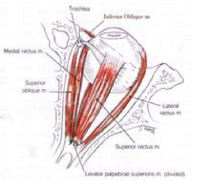 Oftalmologia: Un articolo di Roncagli e Spinozzi su funzione visiva e posturologia